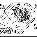 thumbnail for publication: The Use of Salt in Aquaculture